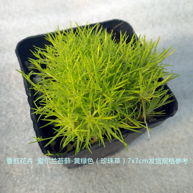 爱尔兰苔藓【珍珠草】多年生耐寒宿根地被常绿植物【鲁虹花卉】-图3