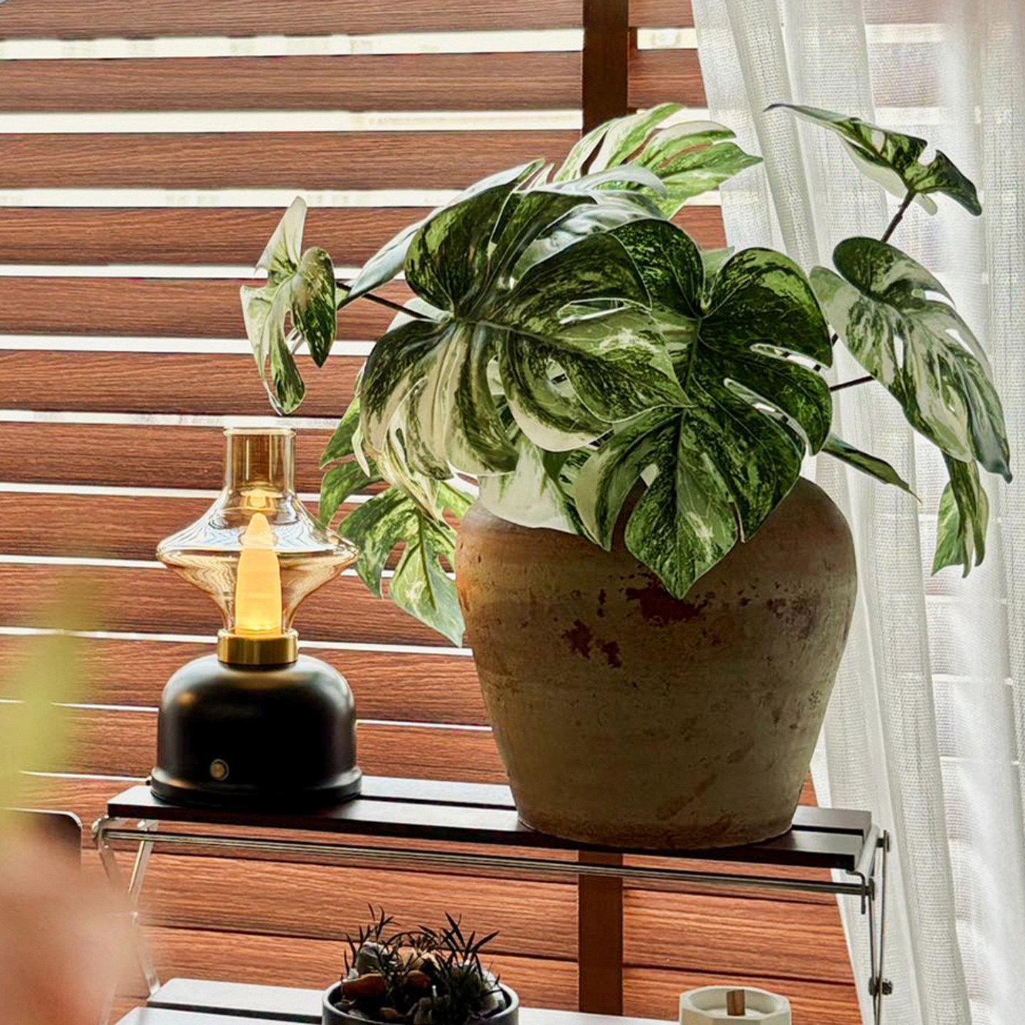 ins风绿植装饰仿真植物龟背竹商场氛围布置造景造景摆件盆景道具,淘宝优惠券,粉丝福利购,淘宝优惠卷