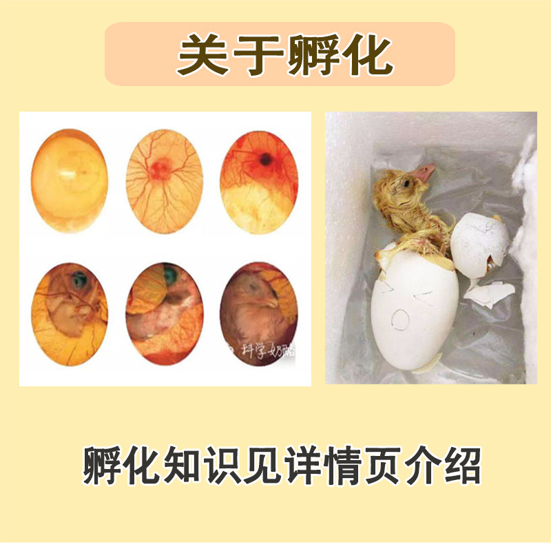 纯大种肉鹅受精卵种蛋四季大三花白羽鹅可孵化受精蛋食用鹅苗包邮_虎窝淘