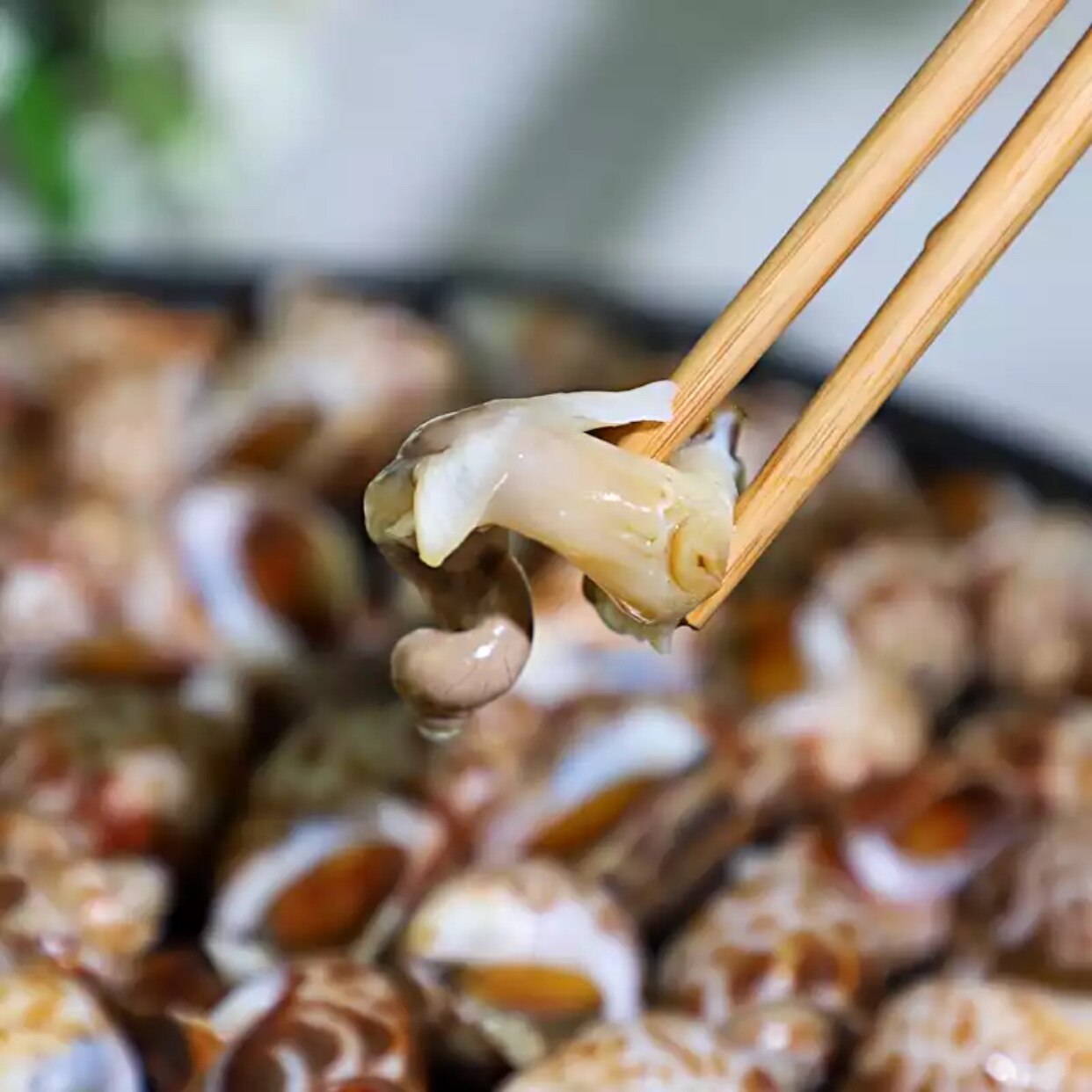 鲜活冷冻花螺野生新鲜大东风螺海猪螺海螺香螺猫眼螺海鲜水产贝类