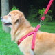 Sturdy dog walking harness + leash with full metal accessories