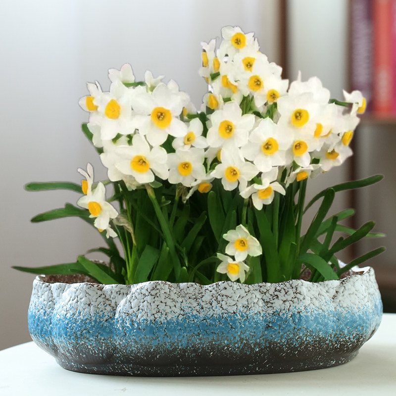 大口径水仙花盆陶瓷大号家用无孔铜钱草专用水培一叶莲碗莲带底座,淘宝优惠券,粉丝福利购,淘宝优惠卷