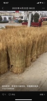 Farmhouse Lotte Roof Decoration Straw Curtain Dry Straw Pet Grass Selected Rice Natural Thatch Roof Decorated Thatch Grass