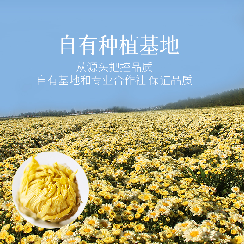 【买1送1】以美养生茶菊花茶胎菊花蕾正宗罐装泡水喝花草茶-图0