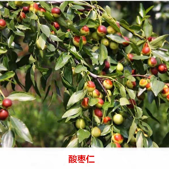 2025年11月 河北赞皇县 国产野生炒酸枣仁 生酸枣仁 中药材 - 图0