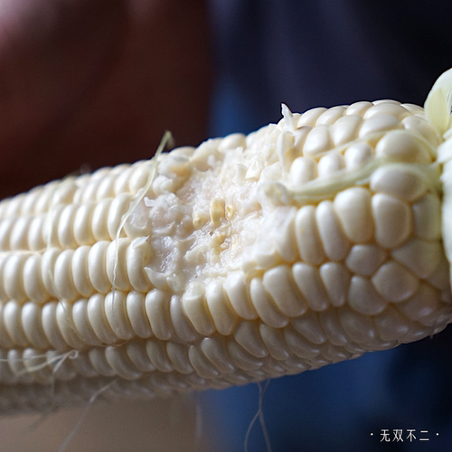 无双不二北海道牛奶玉米水果玉米爆浆即食甜玉米非转基因新鲜现摘 - 图0