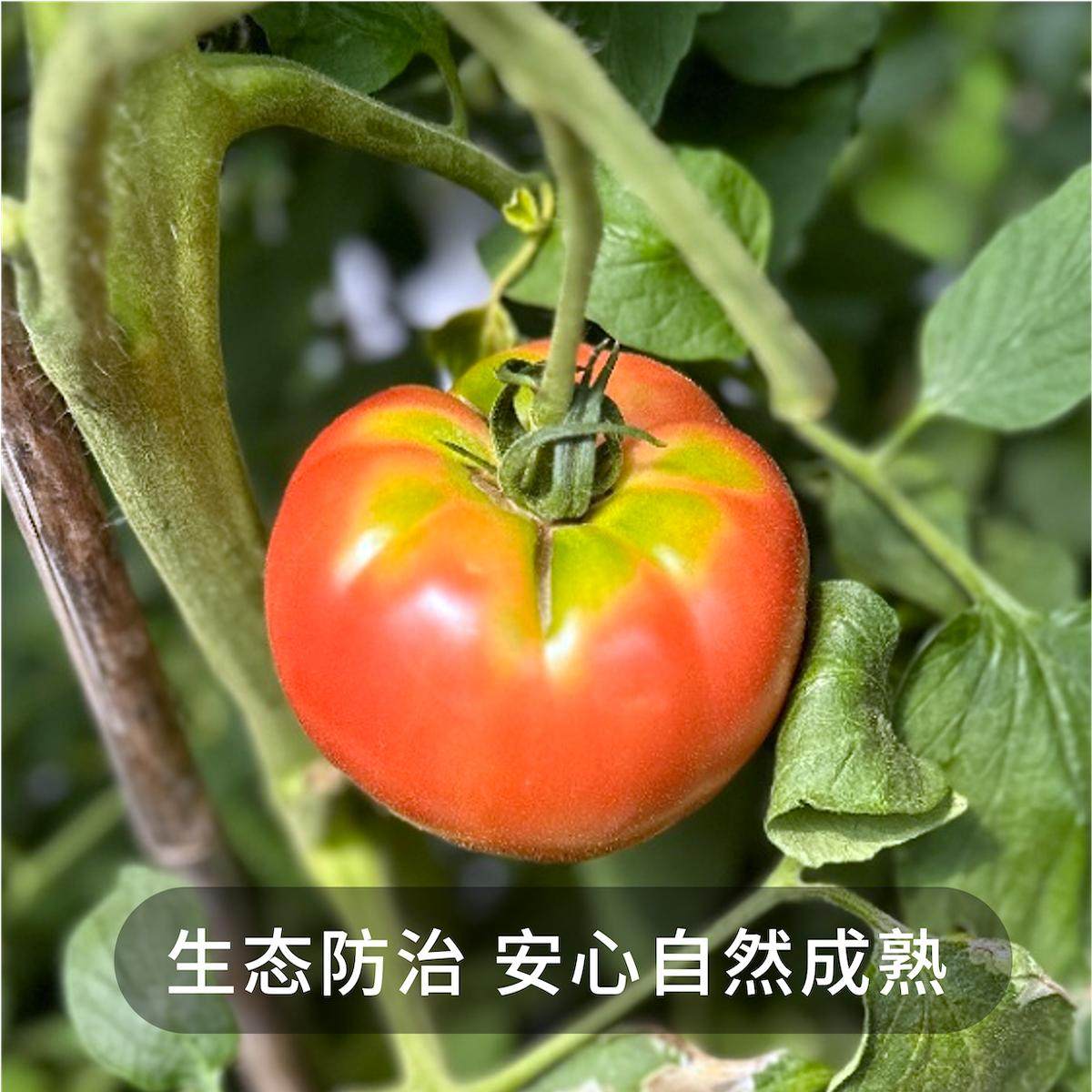 一周排！无双不二日本秀福番茄自然熟西红柿子菜番茄沙瓤新鲜番茄,淘宝优惠券,粉丝福利购,淘宝优惠卷