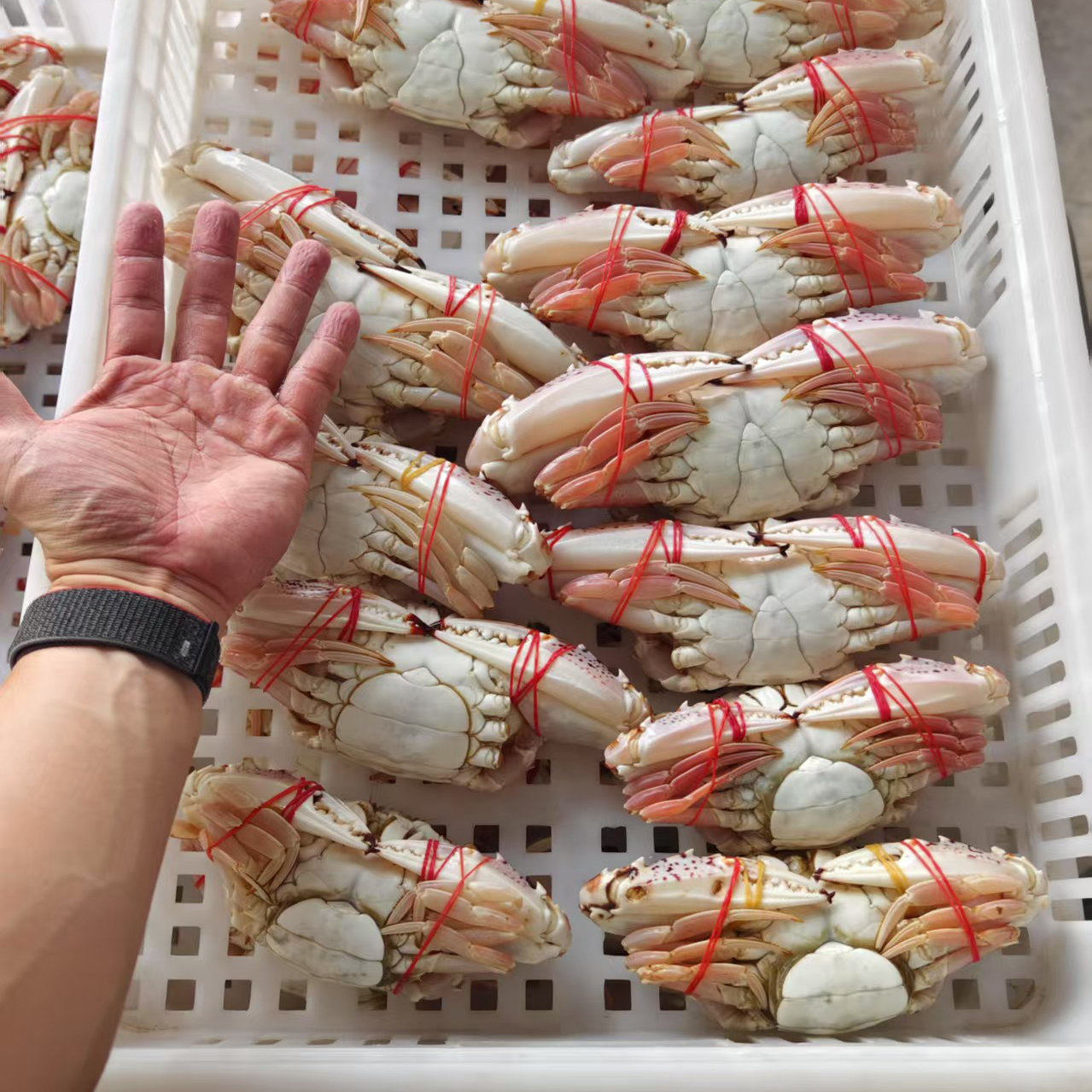 菜菜海鲜活冻红花蟹(公母不分随机发）0.5-1斤多一只清蒸爆炒煮粥,淘宝优惠券,粉丝福利购,淘宝优惠卷