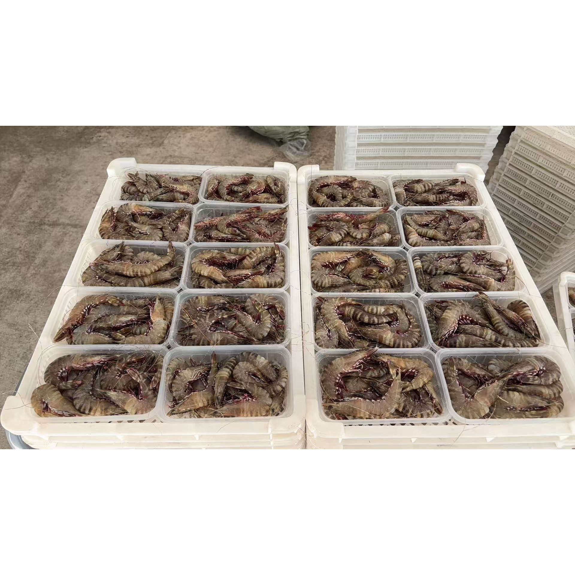 菜菜海鲜鲜冻黑节虾 约22条斤250gx2盒白灼爆炒都好吃性价比高,淘宝优惠券,粉丝福利购,淘宝优惠卷