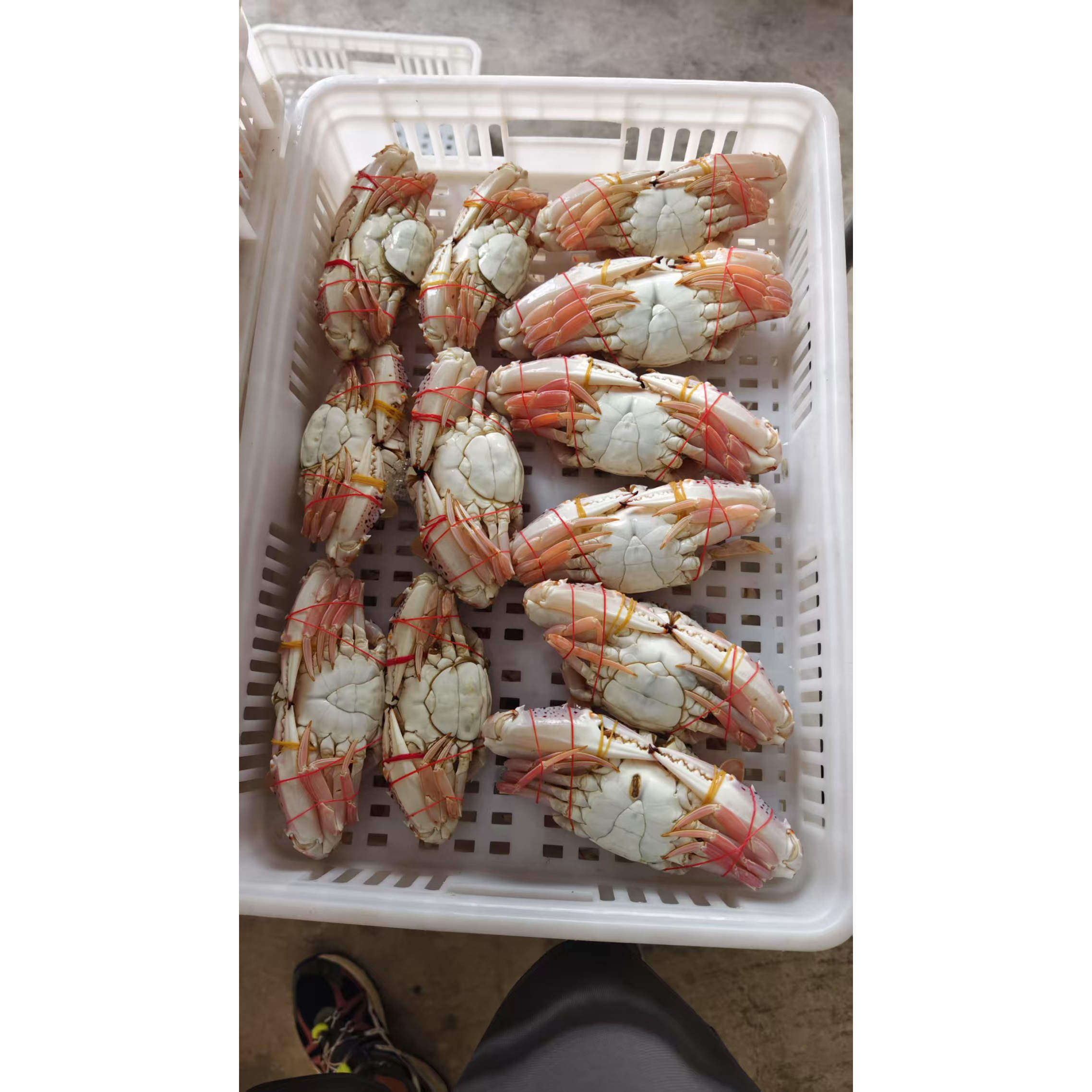 菜菜海鲜活冻红花蟹(公母不分随机发）0.5-1斤多一只清蒸爆炒煮粥,淘宝优惠券,粉丝福利购,淘宝优惠卷