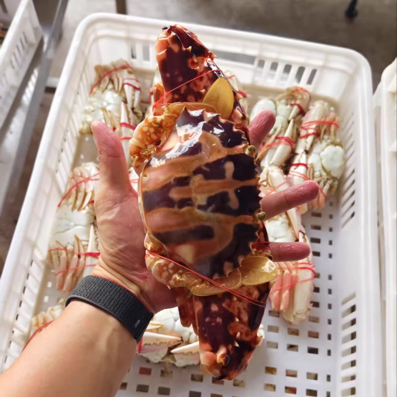 菜菜海鲜活冻红花蟹(公母不分随机发）0.5-1斤多一只清蒸爆炒煮粥,淘宝优惠券,粉丝福利购,淘宝优惠卷