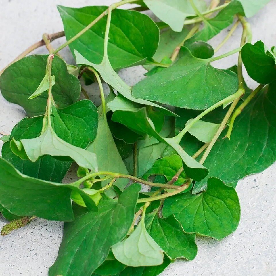 精选天然青草鱼腥草 折耳根 佛耳草 狗贴耳 全草干货500g包邮
