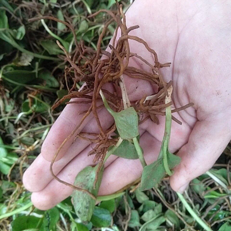 新鲜天然青草蛇吐须 一支箭 蛇咬子青藤瓶尔小草全草带根500g包邮