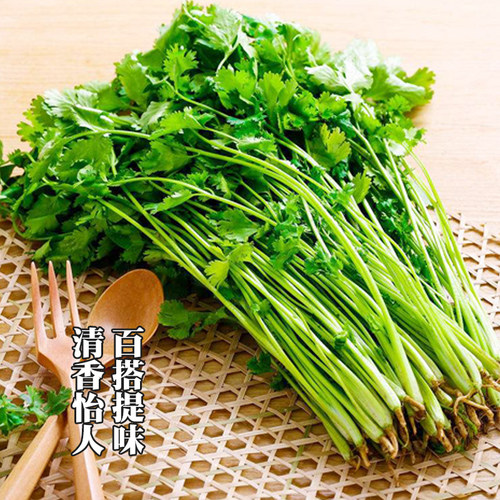 山东老香菜种籽大芫荽种小叶香菜种子四季阳台种菜室内盆栽香菜籽 - 图0