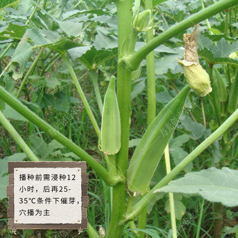 水果黄秋葵种籽农家四季春季种植秋葵种孑特色盆栽蔬菜红秋葵种子 - 图1