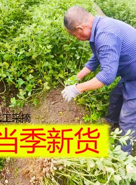 【新品抢购】龙岩花生新货咸干紫衣花生办公室扛饿年货