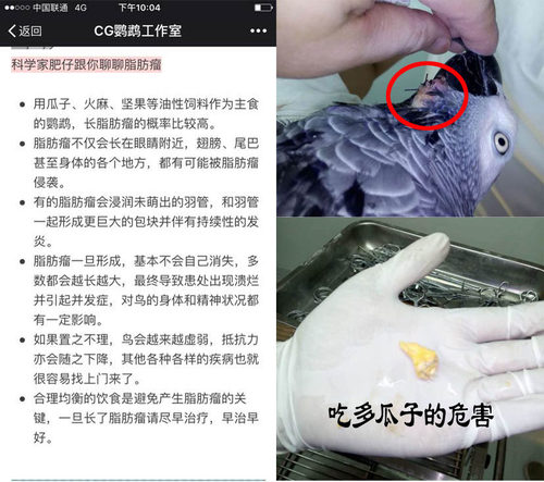 中大型小太阳金太阳和尚亚历绯胸灰鹦鹉饲料折衷葵花鸟粮5斤包邮 - 图2