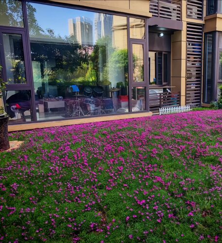 欧石竹粉贝地被植物多年生宿根耐热耐寒四季常青庭院方盘杯苗 - 图1