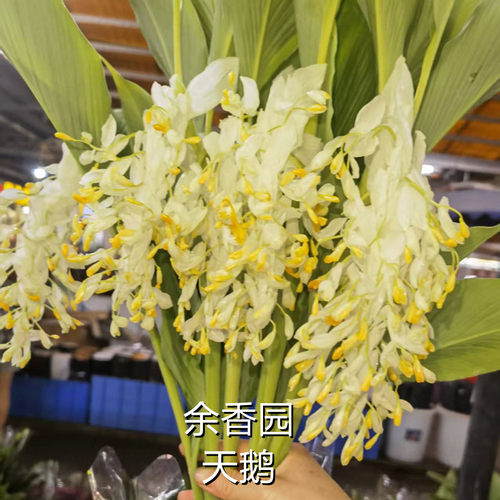 舞花姜荷花种球根花期超长热带花卉多年生午花姜切花种子室内庭院 - 图3