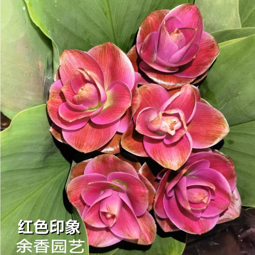 进口姜荷花种球耐热耐晒球根多年生庭院地栽阳台盆栽花期超长花卉 - 图0