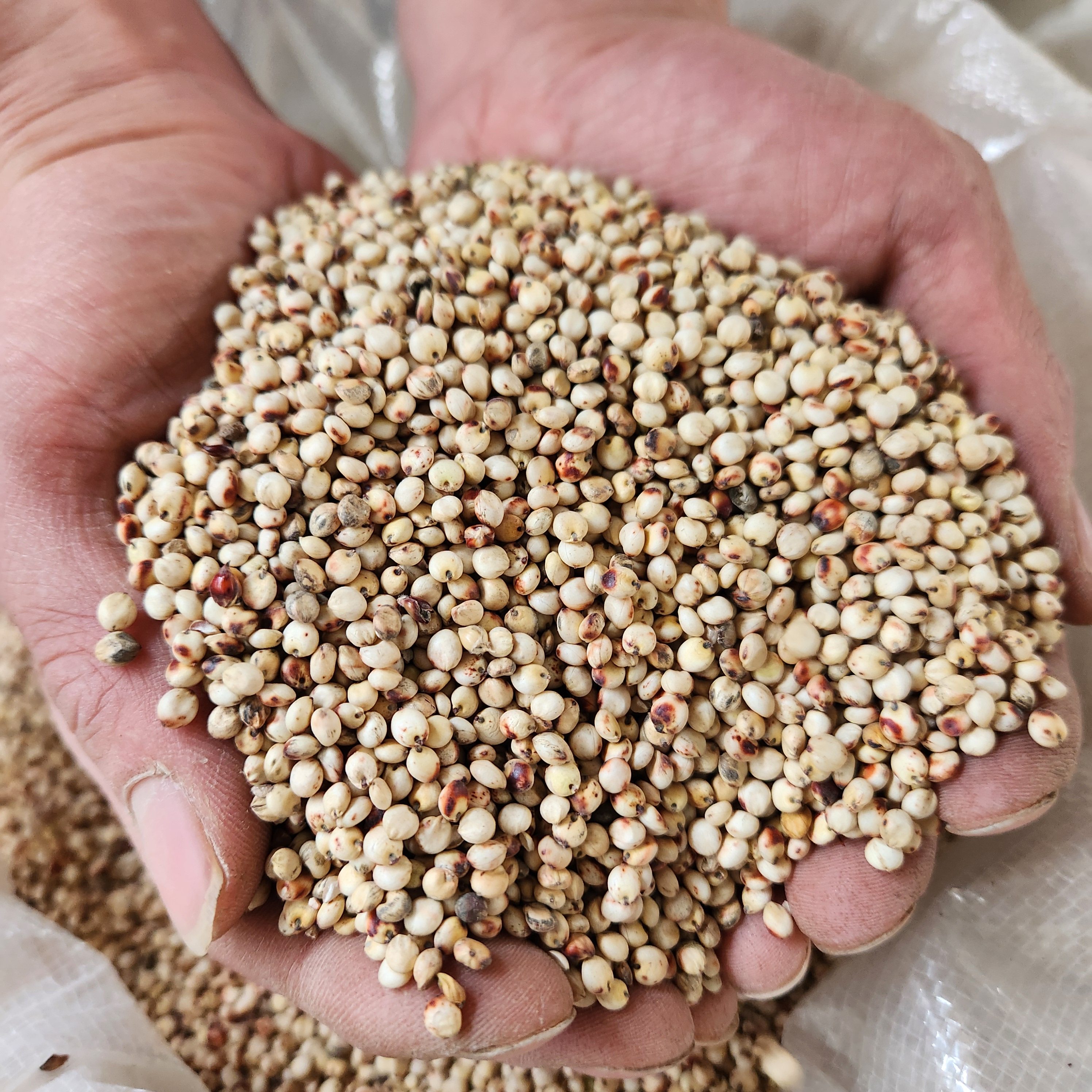 带壳红高粱白高粱带皮鹦鹉粮鸟食鸟粮仓鼠零食鸽粮鸽饲料赛鸽信鸽,淘宝优惠券,粉丝福利购,淘宝优惠卷