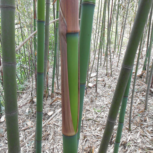 粽叶天然野生毛竹笋壳叶园竹笋壳叶干粽叶粽子叶端午节包粽子 - 图3
