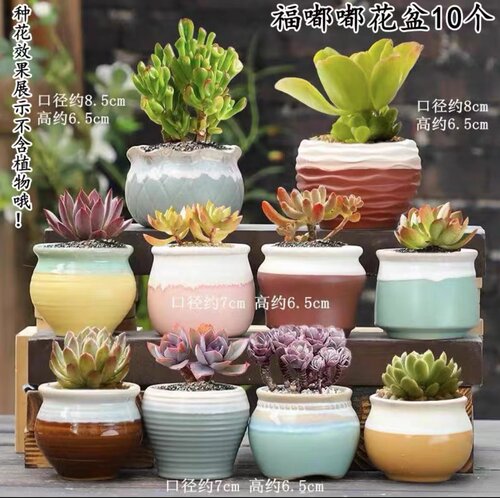多肉花盆大小口径粗陶紫砂创意多肉植物复古陶瓷盆简约特价清仓 - 图2