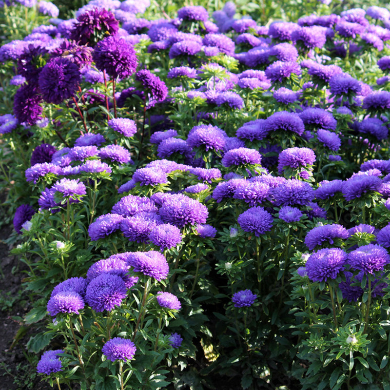 翠菊种子江西腊七月蓝菊花籽可切花庭院花镜室内外阳台盆栽春秋播 小柒月园艺 淘优券 翠菊种子江西腊七月蓝菊花籽可切花庭院花镜室内外阳台盆栽春秋播 小柒月园艺 淘优券