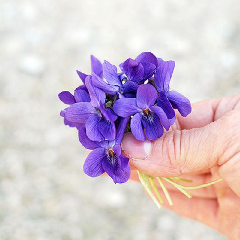 紫花地丁种子100粒野堇菜花籽多年生耐阴地被护盆草盆栽春秋季播-图1