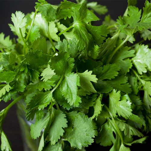 四季香菜种子10克老芫荽种孑蔬菜种籽庭院阳台盆栽种菜易种易活 - 图2