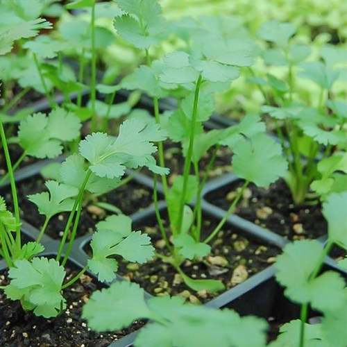四季香菜种子10克老芫荽种孑蔬菜种籽庭院阳台盆栽种菜易种易活 - 图0