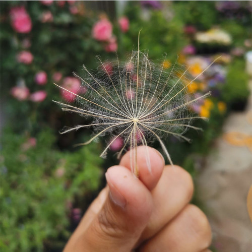 超级蒲公英种子20粒巨型鸦葱黄花婆罗门参花籽多年生宿根春秋季播 - 图3