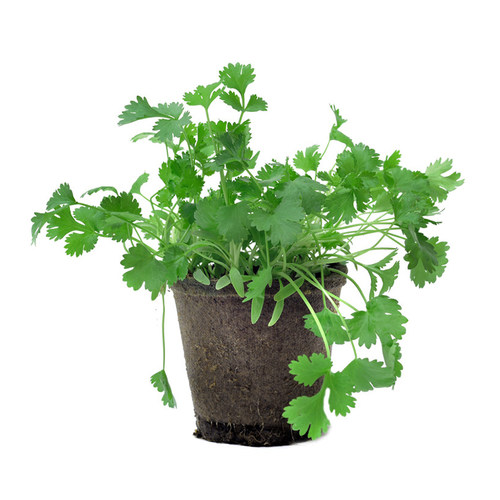 四季香菜种子10克老芫荽种孑蔬菜种籽庭院阳台盆栽种菜易种易活 - 图3
