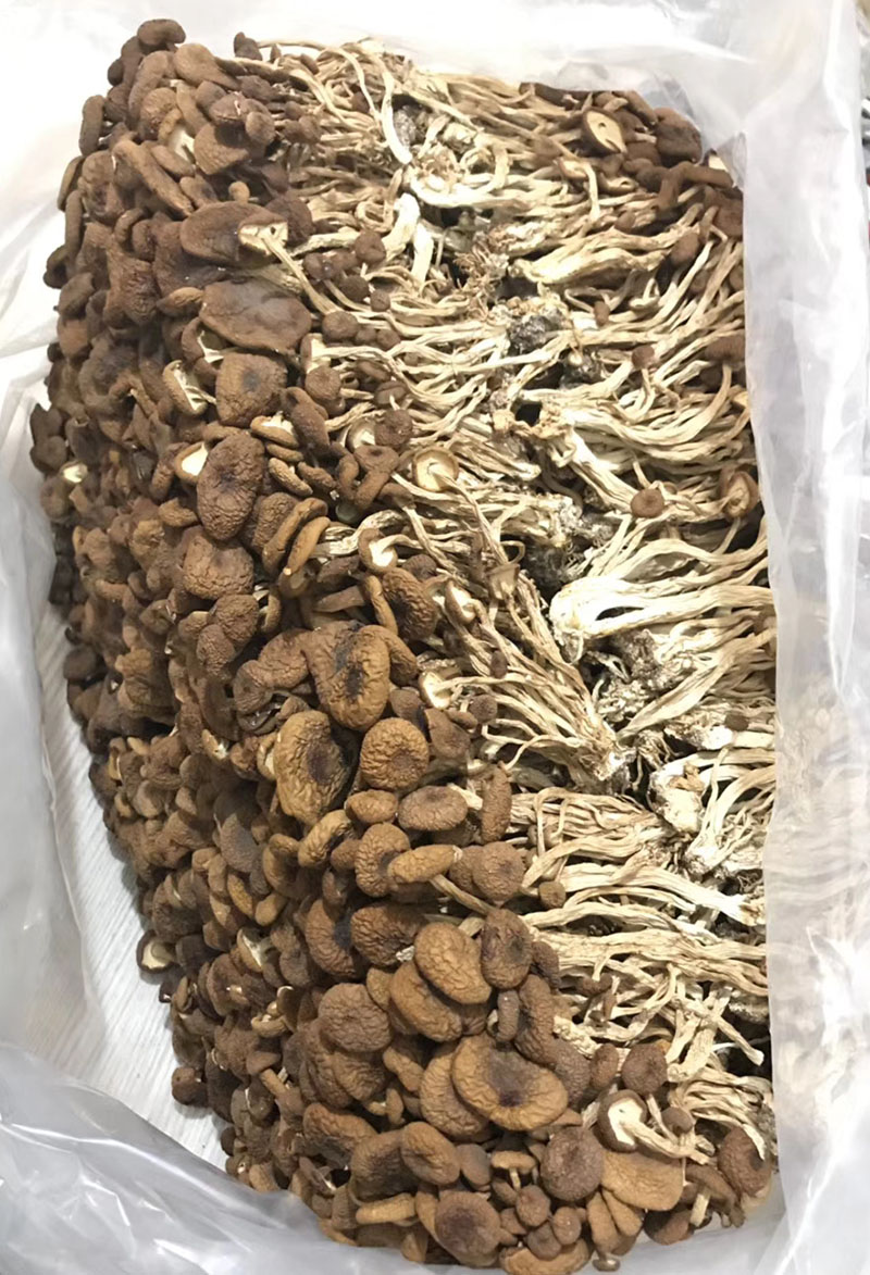 茶树菇干货不开伞 古田特产茶薪菇 冰菇苞 250克整箱更划算