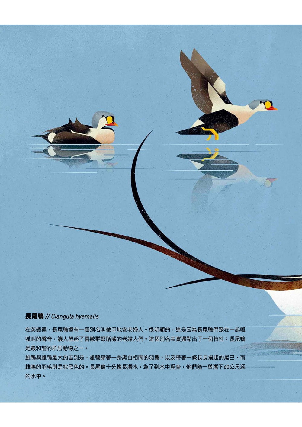 预售 迪特•布朗 野生动物世界—北半球(附赠意大利进口美术纸精印内页插画明信片) 小鲸生活文创
