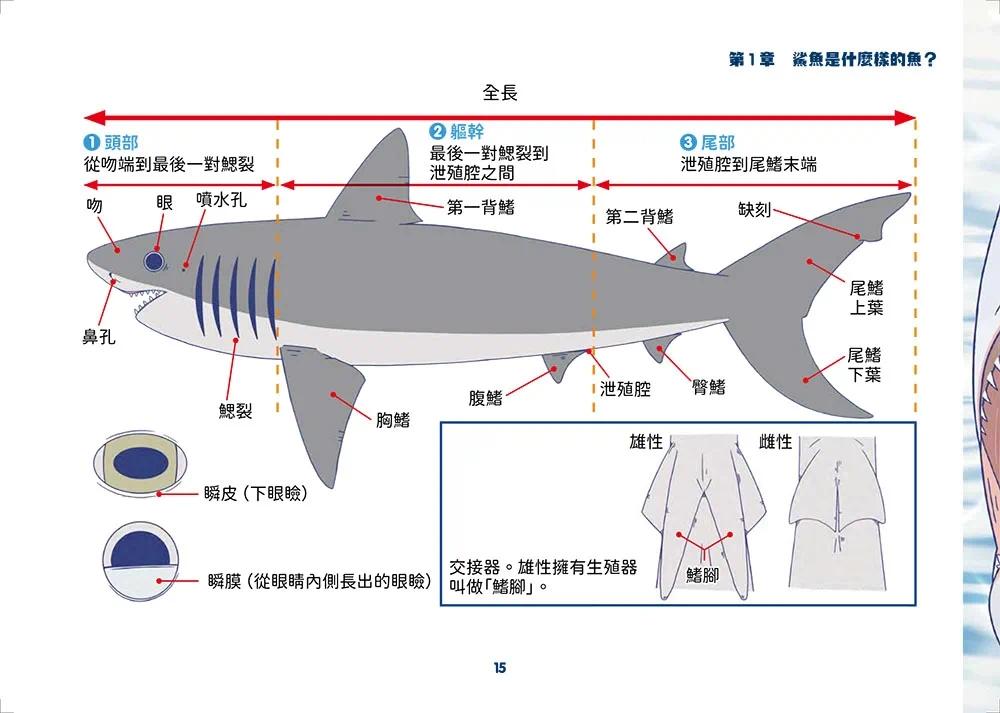 现货 世界鲨鱼大全:手绘125种史上*齐全鲨鱼图鉴 如果出版社 和布芜