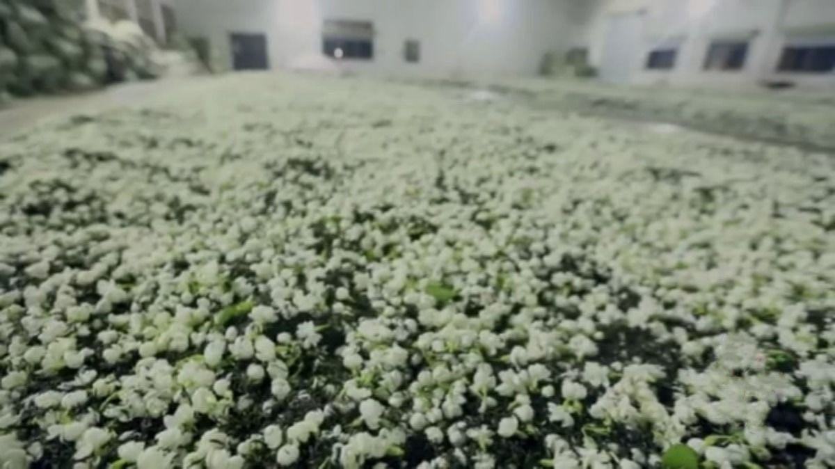 （发两斤）2024年茉莉花茶浓香型茶叶新花茶共1000克袋装绿茶250g-图2