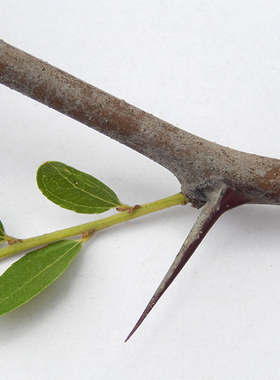 植物耳棒枣刺耳钉山枣刺20茶叶棒