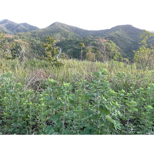 野生艾草艾叶泡脚包去湿气干艾草家用新鲜艾叶草月子专用产后足浴