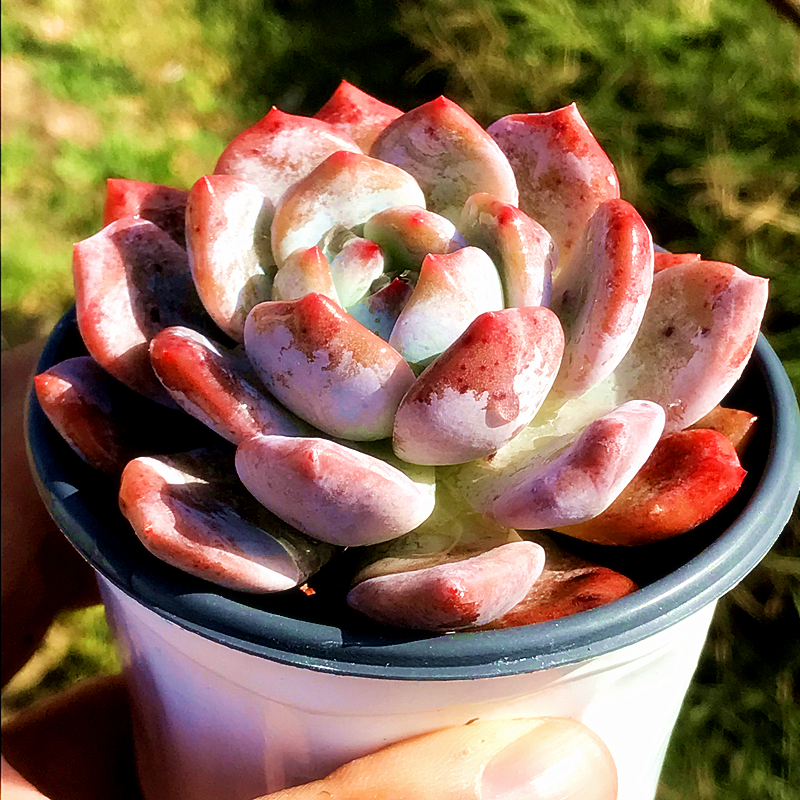 橙梦露 星影 多肉植物 肉肉植物 室内阳台绿植盆栽花卉 陌上花,淘宝优惠券,粉丝福利购,淘宝优惠卷