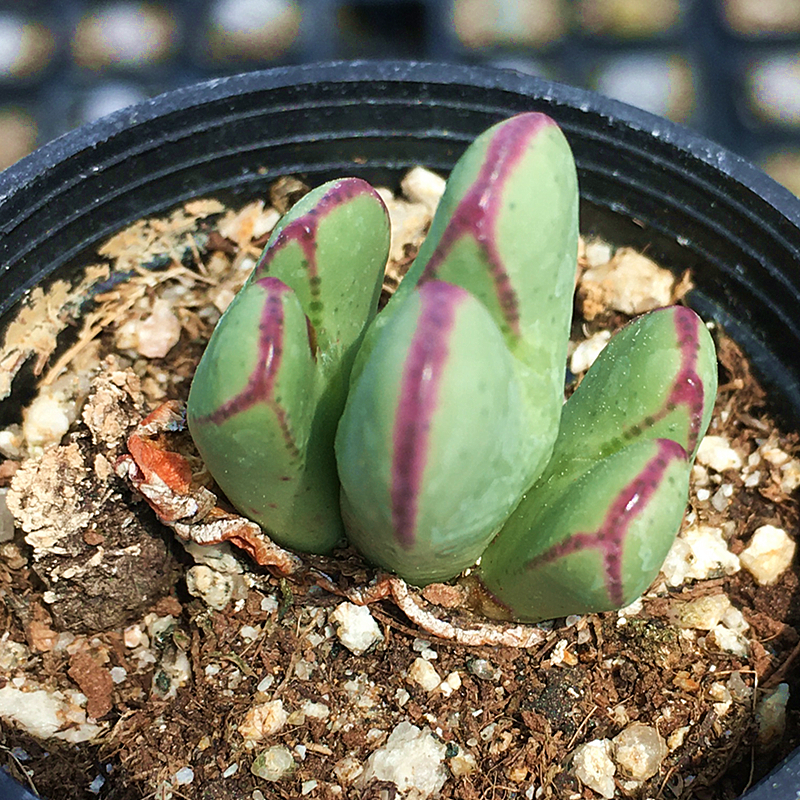 少将肉锥花多肉植物肉肉植物萌肉肉组合盆栽室内花卉陌上花-图2