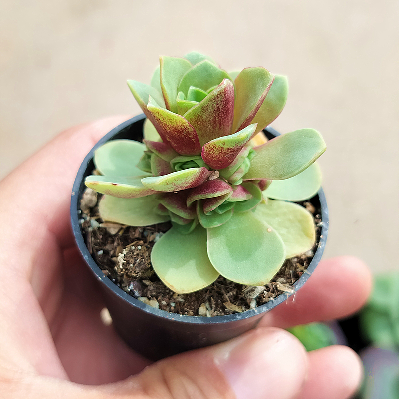 红玫瑰 山地玫瑰 多肉植物 肉肉植物室内阳台绿植盆栽花卉 陌上花 - 图2