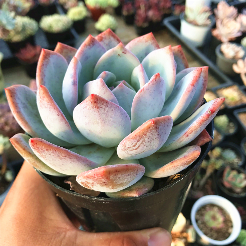 橙梦露 星影 多肉植物 肉肉植物 室内阳台绿植盆栽花卉 陌上花,淘宝优惠券,粉丝福利购,淘宝优惠卷