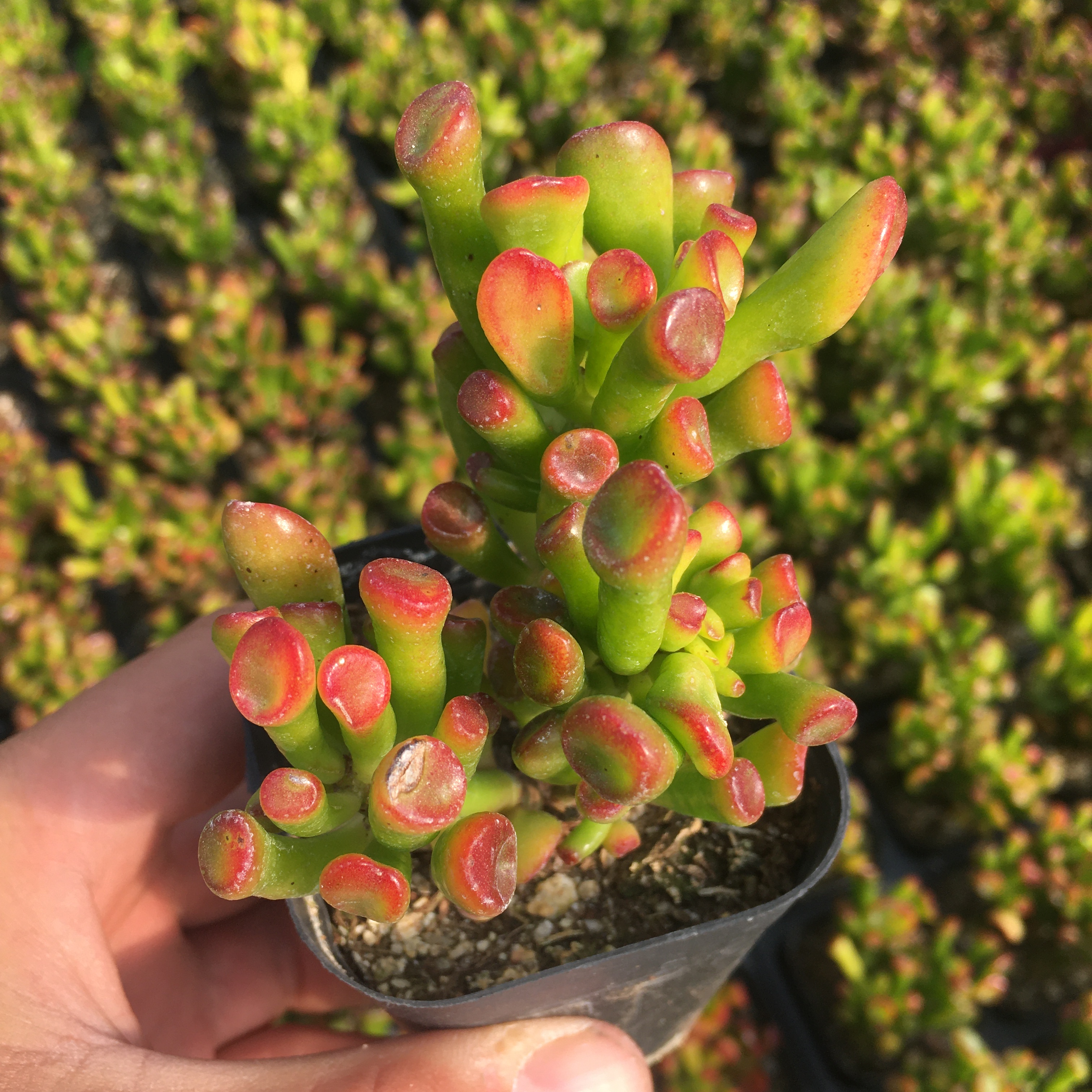 吸财树老桩多肉植物新手多肉萌肉肉组合盆栽室内花卉陌上花-图0