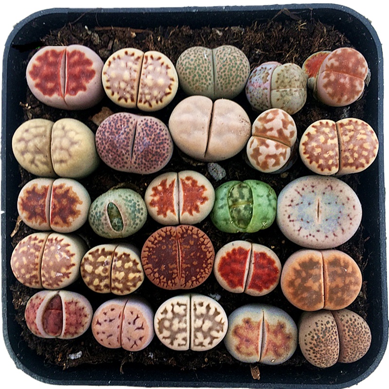 生石花套餐 多肉植物 石头花 肉肉植物 萌肉肉组合套餐 陌上花,淘宝优惠券,粉丝福利购,淘宝优惠卷