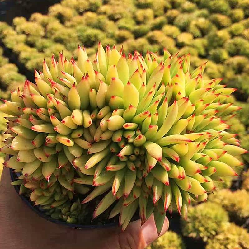 口红冬云缀化多肉植物肉肉植物萌肉肉组合盆栽室内花卉陌上花 陌上花多肉批发基地 淘优券