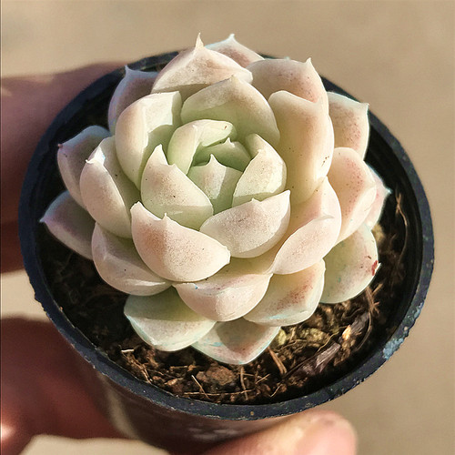 阿尔巴白月影 多肉植物 肉肉植物 萌肉肉组合盆栽 陌上花 - 图0