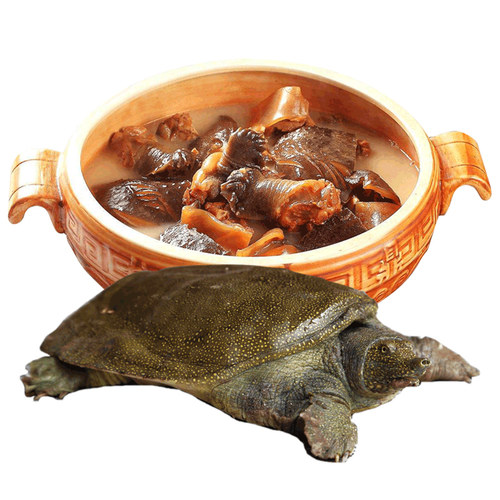 浙江顺丰空运多年老甲鱼杀好净膛大甲鱼肉农家放养土鳖鲜活中华鳖 - 图3