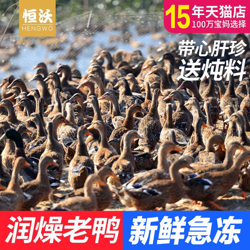 顺丰空运正宗老鸭整只鸭新鲜土鸭多年农家散养水鸭麻鸭肉生鲜鸭子 - 图0