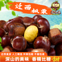 Move to small chestnut fresh Hebei Teryield ready-to-eat Chestnut Old Tree Swallow Chestnut Oil Chestnut Oil Chestnut Oil Chestnut Fresh Chestnut Oil Chestnut Oil Chestnut Fresh Chestnut Oil Chestnut Oil Chestnut Oil Chestnut Fresh Chestnut Oil Chestnut Oil Chestnut Fresh Chestnut Oil Chestnut Oil Chestnut Fresh Chestnut Oil Chestnut